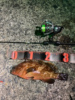 キジハタの釣果