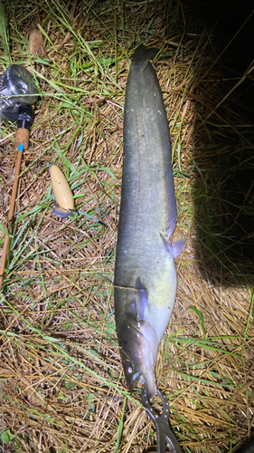 マナマズの釣果