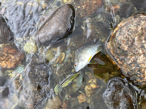 キビレの釣果