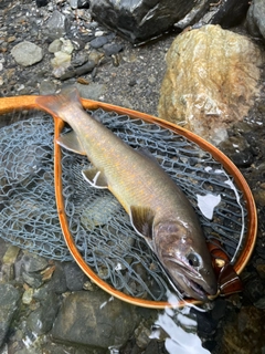 ヤマトイワナの釣果