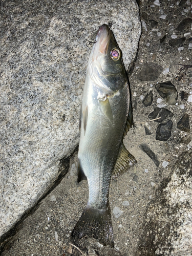 セイゴ（ヒラスズキ）の釣果