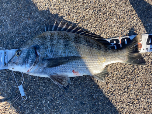 クロダイの釣果