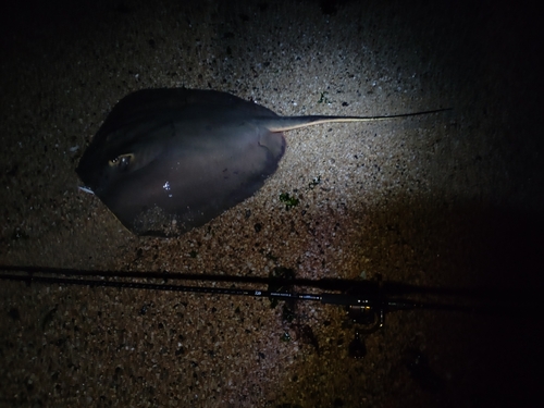 アカエイの釣果