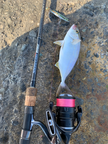 ショゴの釣果