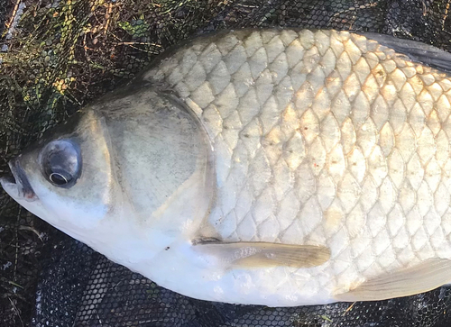 ヘラブナの釣果