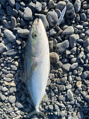 ワラサの釣果