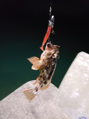 アラカブの釣果