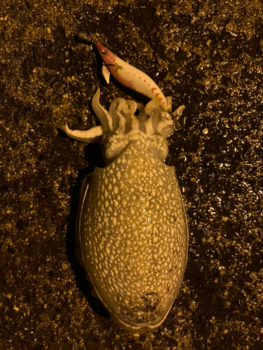 シリヤケイカの釣果