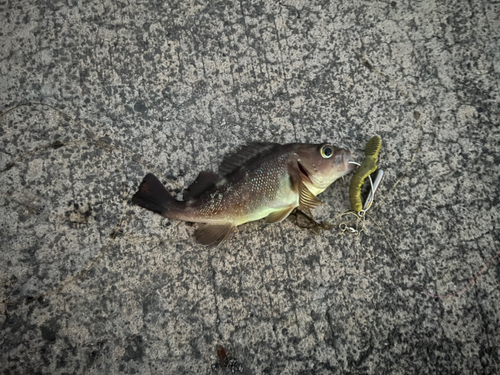 エゾメバルの釣果