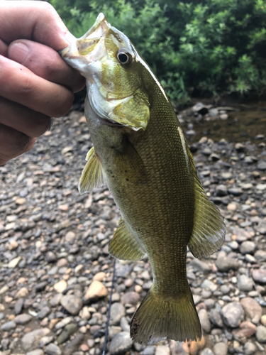 スモールマウスバスの釣果