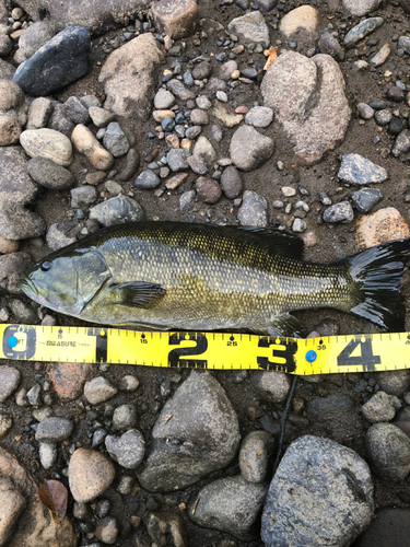 スモールマウスバスの釣果