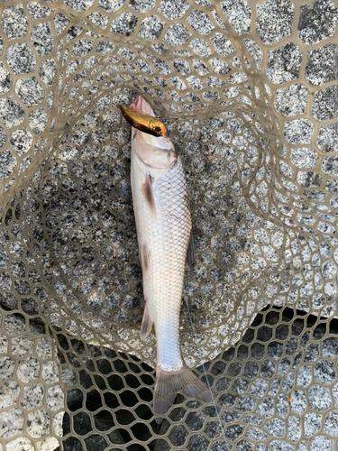 ニゴイの釣果