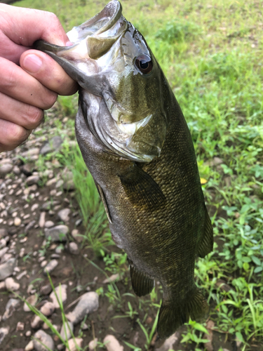 スモールマウスバスの釣果