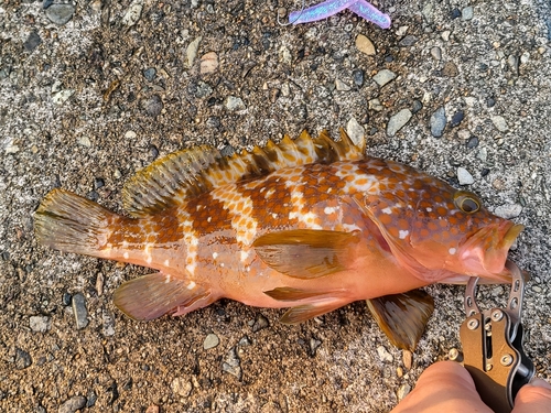 キジハタの釣果