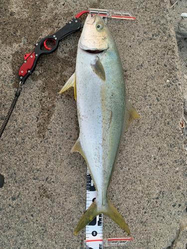 ヒラマサの釣果