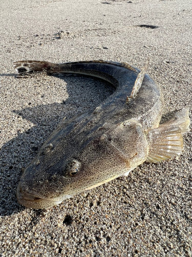 マゴチの釣果