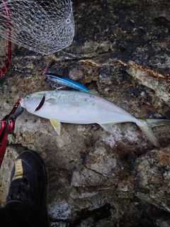 ハマチの釣果