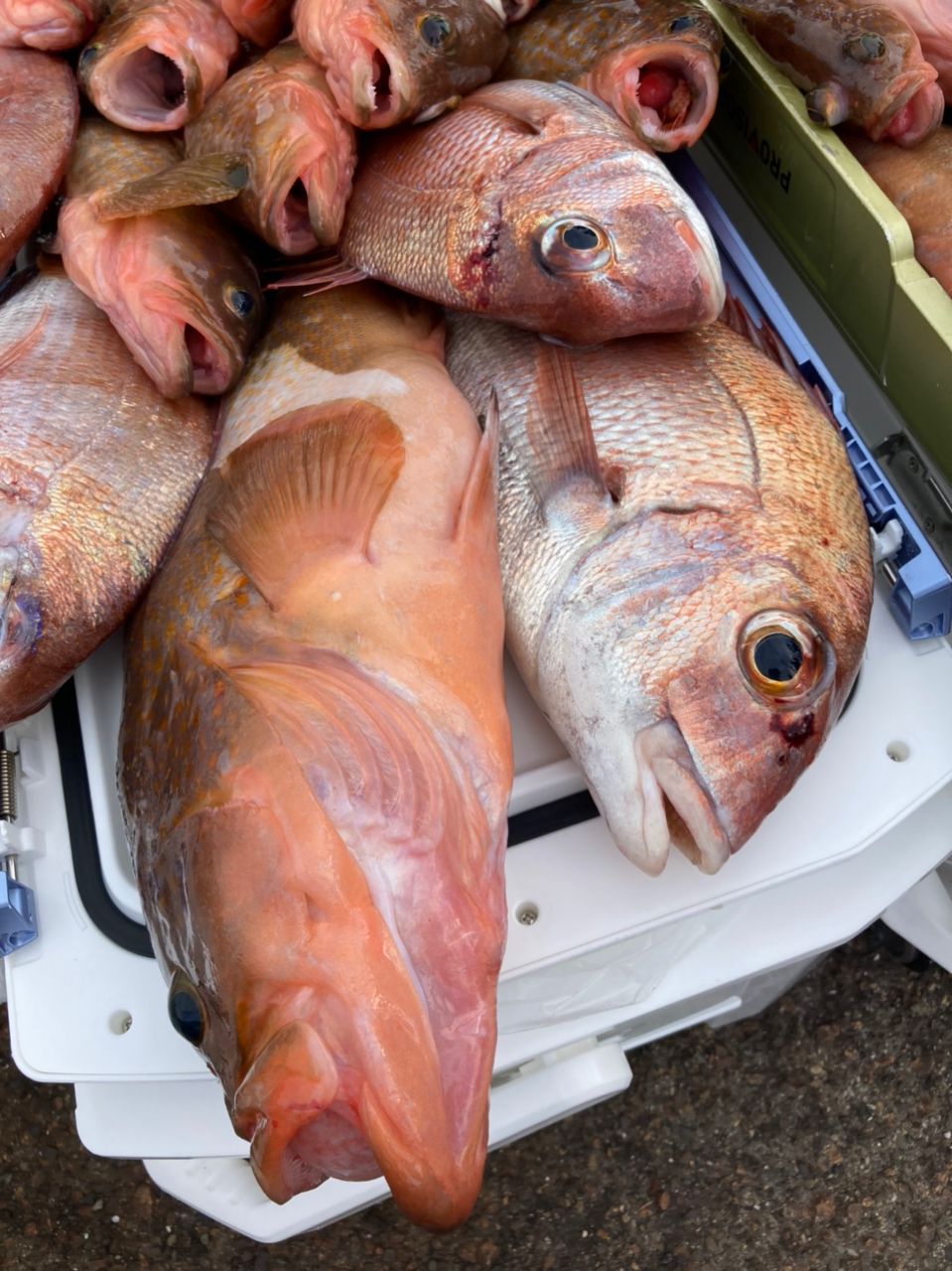 釣り人の名はせいさんさんの釣果 3枚目の画像