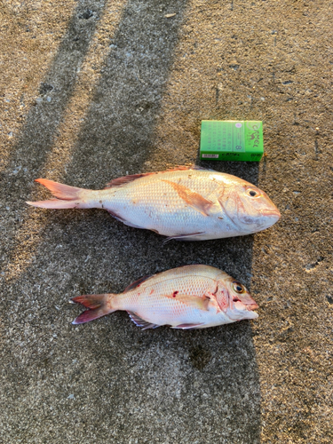 マダイの釣果