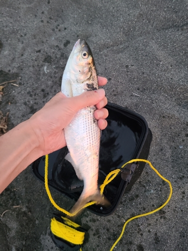 コノシロの釣果