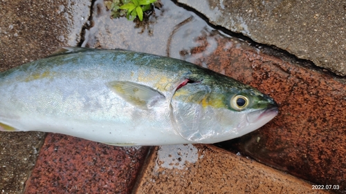 ハマチの釣果