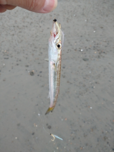 カマスの釣果