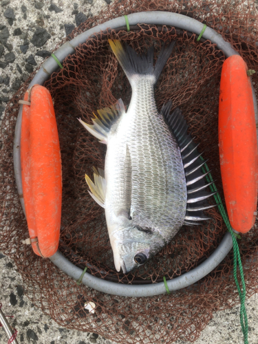 キビレの釣果