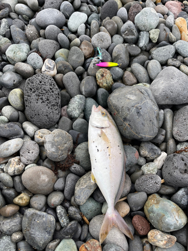 ショゴの釣果