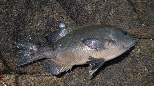 グレの釣果