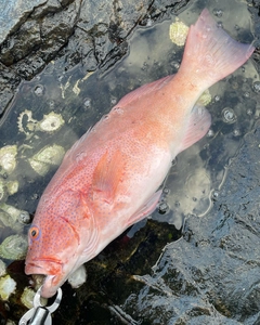 スジアラの釣果