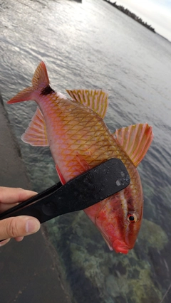 ホウライヒメジの釣果