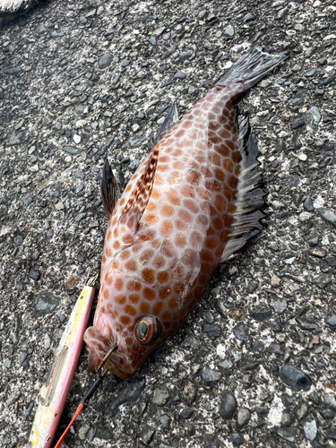 オオモンハタの釣果