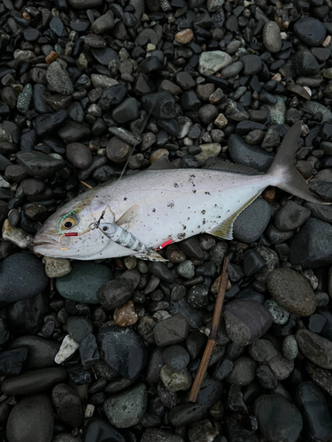 ショゴの釣果