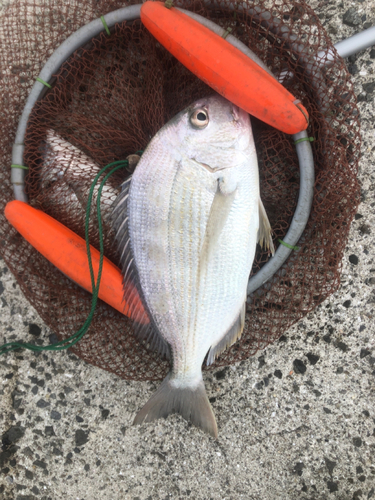 ヘダイの釣果