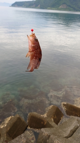 釣果