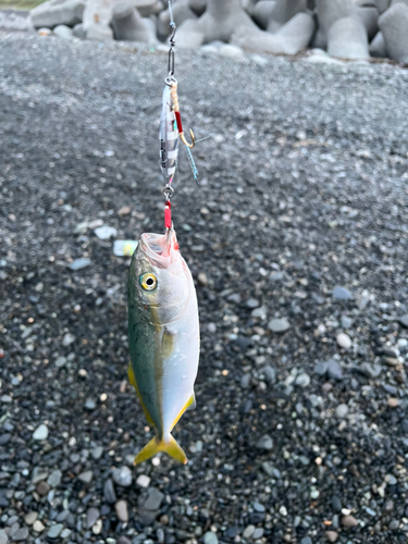 ワカシの釣果