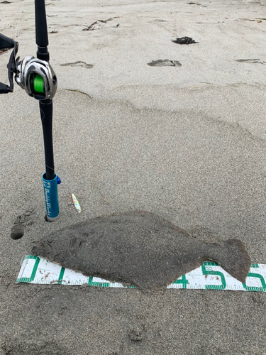 ヒラメの釣果