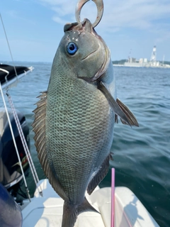 メジナの釣果