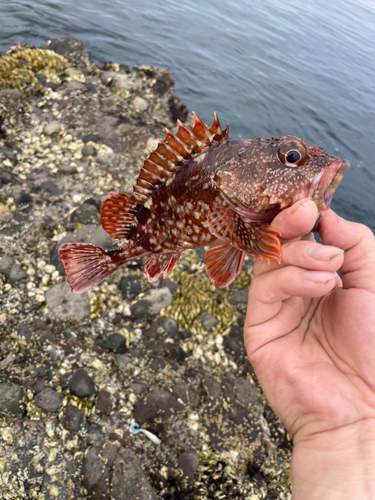 キスの釣果