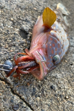 キジハタの釣果