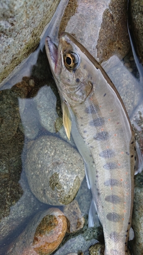 アマゴの釣果