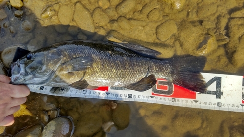 スモールマウスバスの釣果