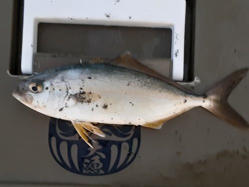 ショゴの釣果