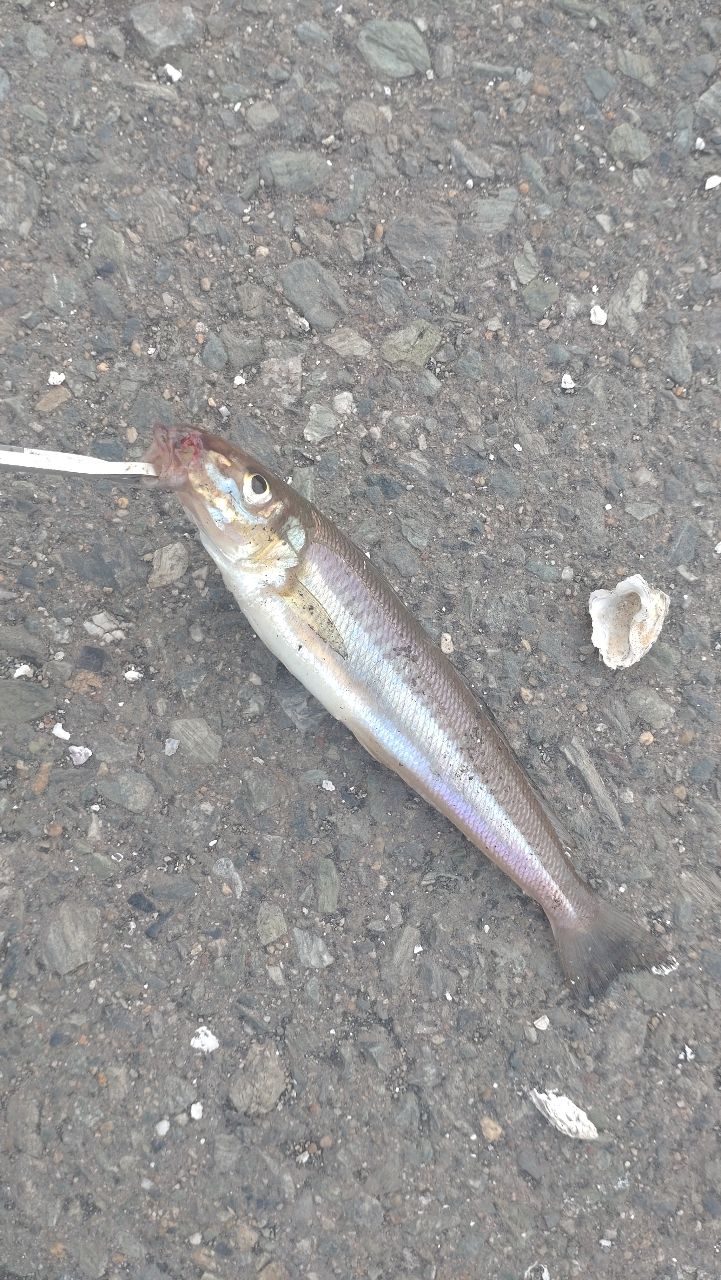 タチウオ