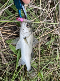 スズキの釣果