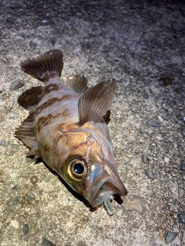 メバルの釣果