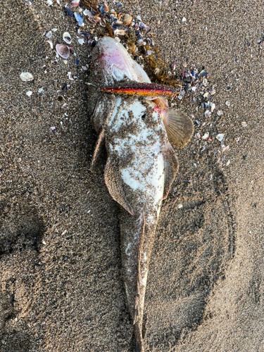 マゴチの釣果