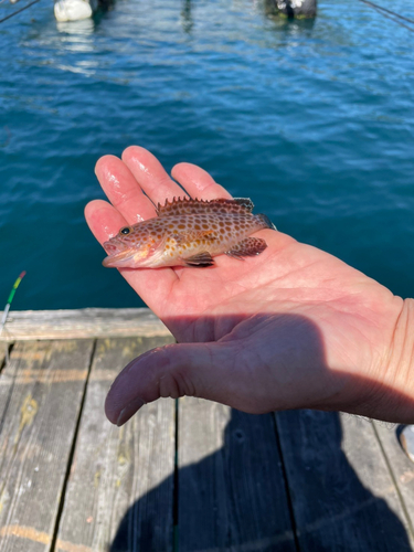 オオモンハタの釣果