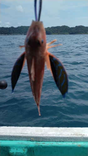 イトヨリダイの釣果