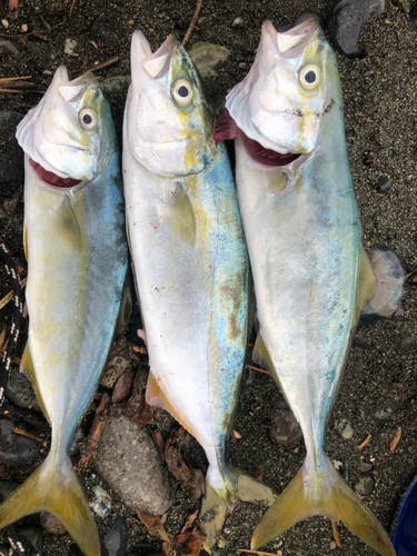 ワカシの釣果